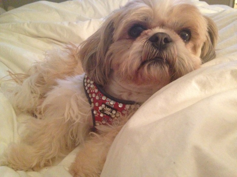 "muffin" named news face of  Bark Avenue Bling