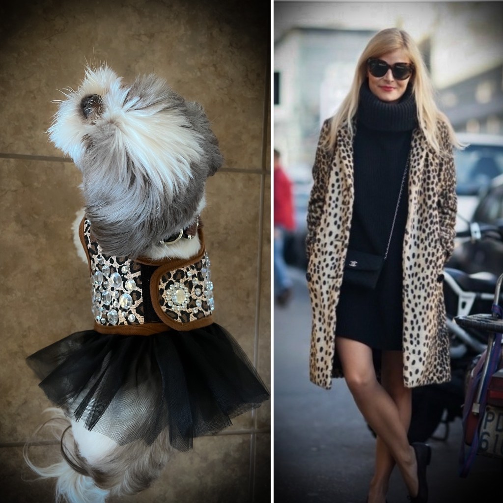 Winter Chic Peak! Leopard print fashion for your dog.